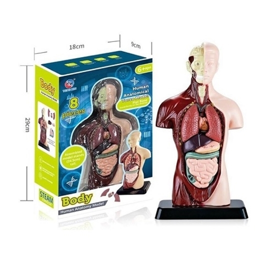 Imagen de Torso anatomía humana          /30